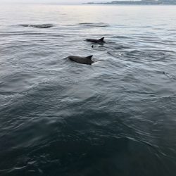 末広丸(熊本) 釣果