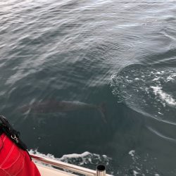 末広丸(熊本) 釣果