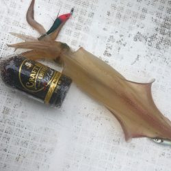 「LaGooN」蒼陽丸 日和号 釣果