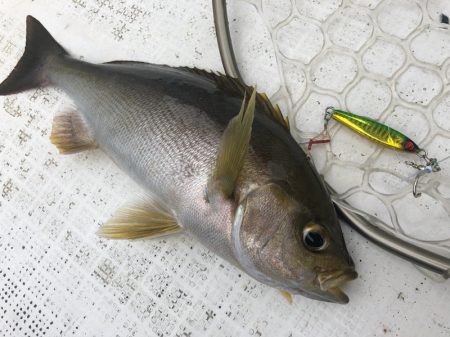 「LaGooN」蒼陽丸 日和号 釣果