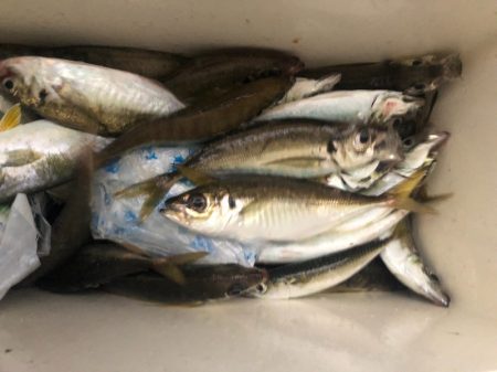 ヤザワ渡船 釣果