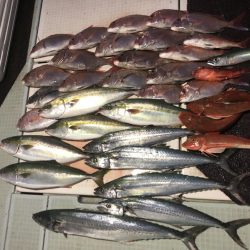 エムズジャーク(M’s JERK) 釣果