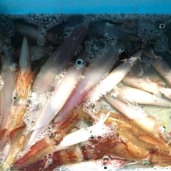 第二八坂丸 釣果