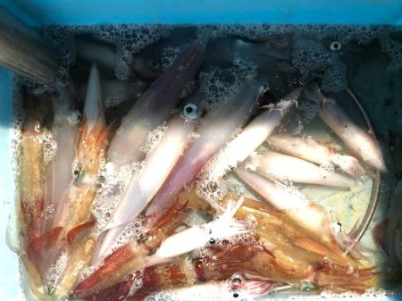 第二八坂丸 釣果