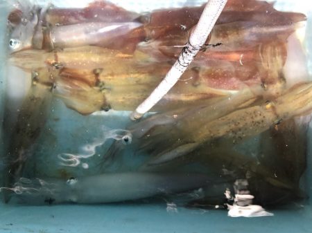 第二八坂丸 釣果