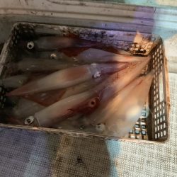 アマテラス 釣果