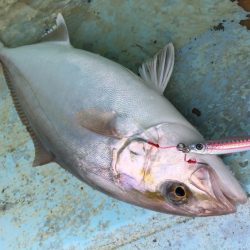 ぽん助丸 釣果