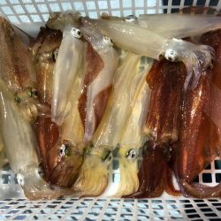 第二八坂丸 釣果