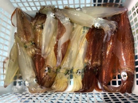 第二八坂丸 釣果