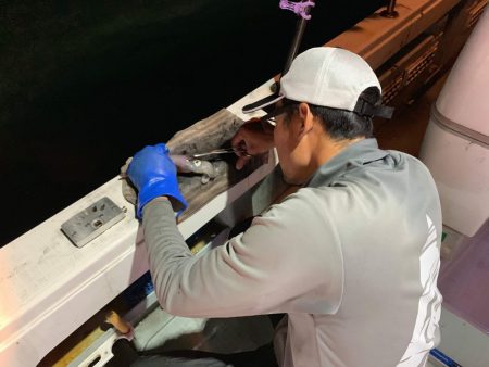 アマテラス 釣果