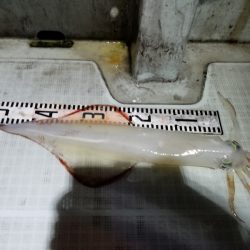 アマテラス 釣果