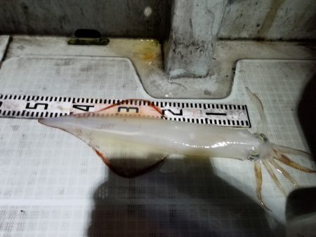 アマテラス 釣果