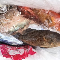 渡船屋たにぐち 釣果