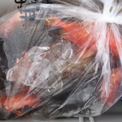 渡船屋たにぐち 釣果