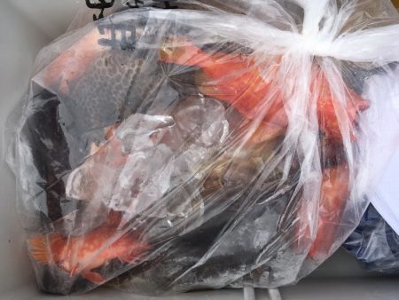 渡船屋たにぐち 釣果