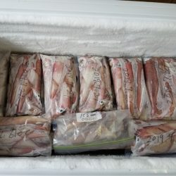 アマテラス 釣果