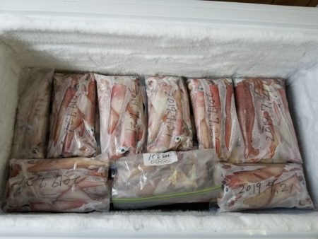 アマテラス 釣果