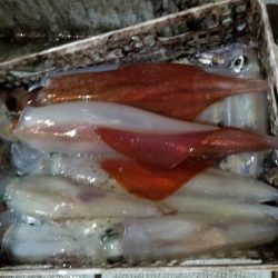 アマテラス 釣果