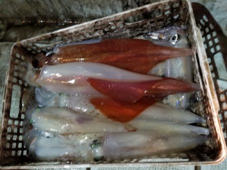 アマテラス 釣果