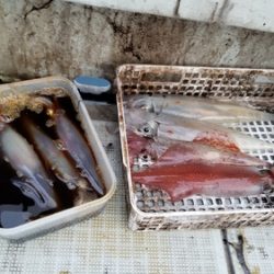 アマテラス 釣果