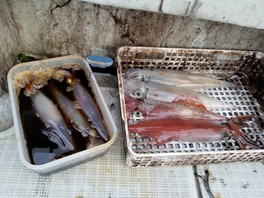 アマテラス 釣果