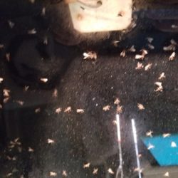 アマテラス 釣果