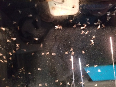 アマテラス 釣果