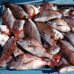 シースナイパー海龍 釣果