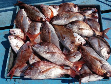 シースナイパー海龍 釣果