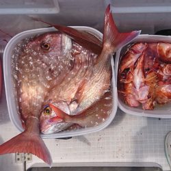 遊漁船 家入 釣果