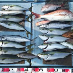 清和丸 釣果