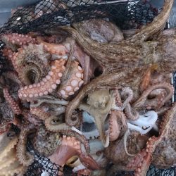 遊漁船 家入 釣果