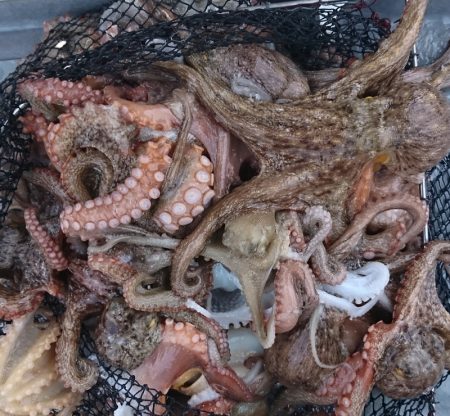 遊漁船 家入 釣果