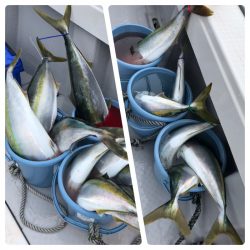 ビッグファイター 釣果