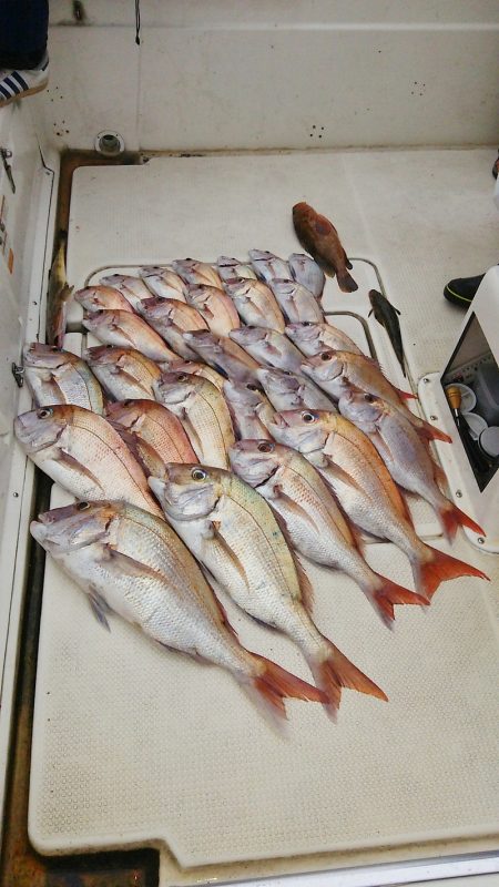 マリンガイド福丸 釣果