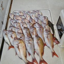 マリンガイド福丸 釣果