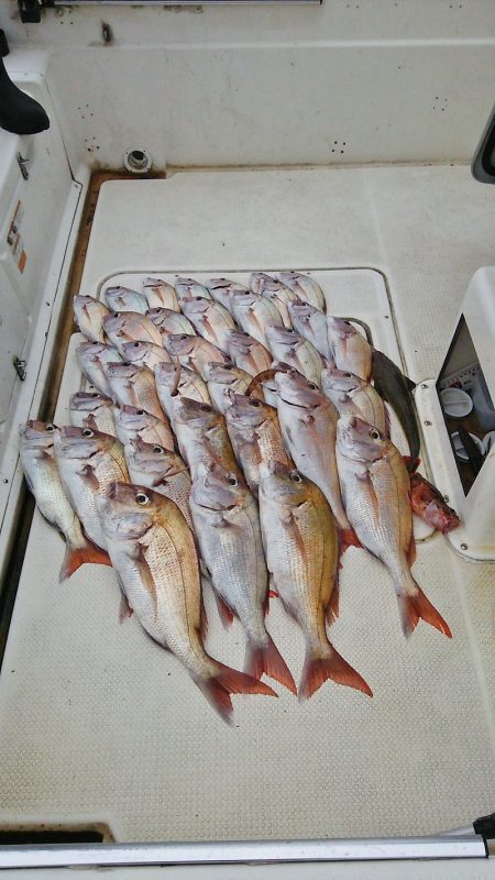 マリンガイド福丸 釣果