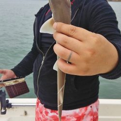 マリンガイド福丸 釣果