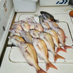 マリンガイド福丸 釣果