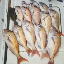 マリンガイド福丸 釣果