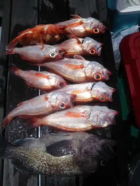 千尋丸 釣果