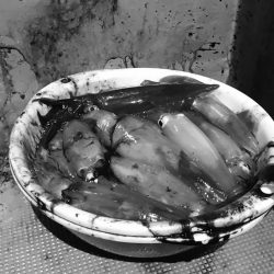 South Current 釣果