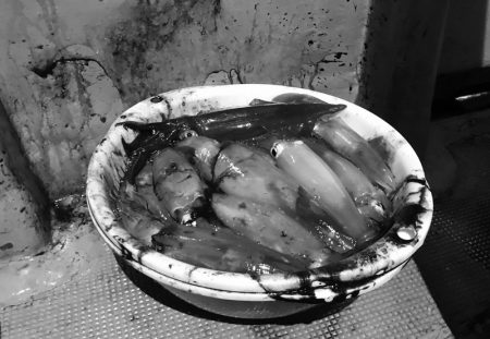 South Current 釣果