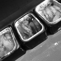 South Current 釣果