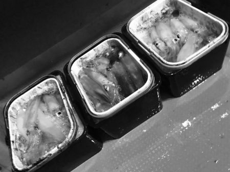 South Current 釣果