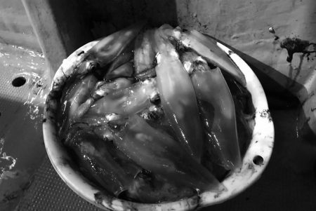 South Current 釣果