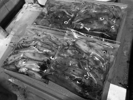 South Current 釣果