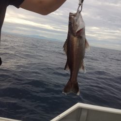 ひな丸 釣果