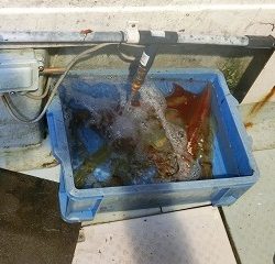 第二清洋丸 釣果