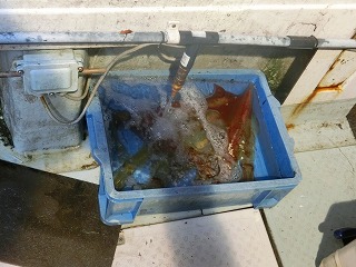 第二清洋丸 釣果